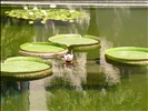 Balboa Park Lily Pond